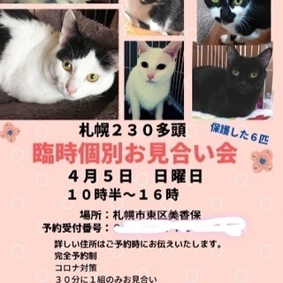 札幌230多頭からの保護猫の個別お見合い会