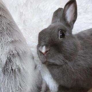 うさぎ(オス)1歳