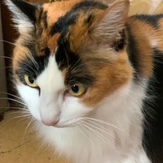 こうめ