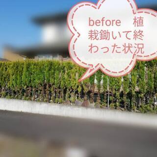 剪定　蜂駆除　エコララルームなら私達に！
