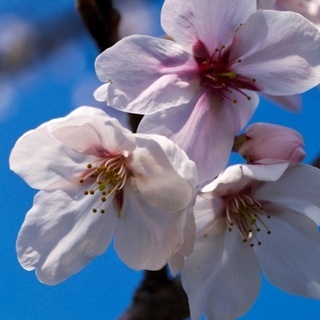 桜の季節にグルチャしよう♪