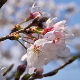 桜の季節にグルチャしよう♪ - チャット