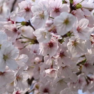 桜の季節にグルチャしよう♪ - 名古屋市