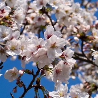 桜の季節にグルチャしよう♪ − 愛知県