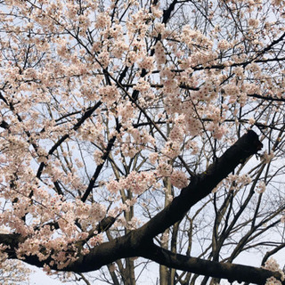 4月12日(日) 室内でまったりお花見しませんか？🌸