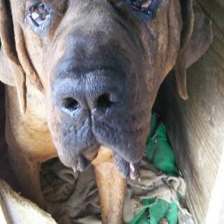 土佐犬の男の子　新しい家族を募集します