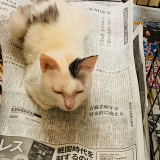 至急！フードプロセッサーを探しています。