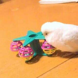 セキセイインコ里親募集　