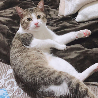男の子。推定2歳くらい