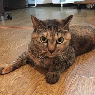 目力の強い麦わらの女の子の家族になってください。 - 猫