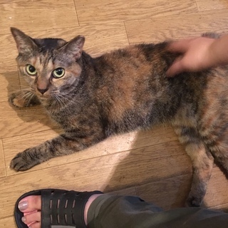 目力の強い麦わらの女の子の家族になってください。 − 東京都