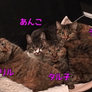 目力の強い麦わらの女の子の家族になってください。 - 里親募集