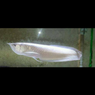 プラチナシルバーアロワナ、熱帯魚、古代魚