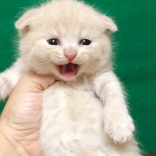 スコティッシュの男の子