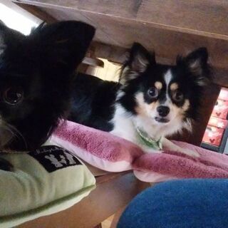 大至急4月中譲渡が希望です