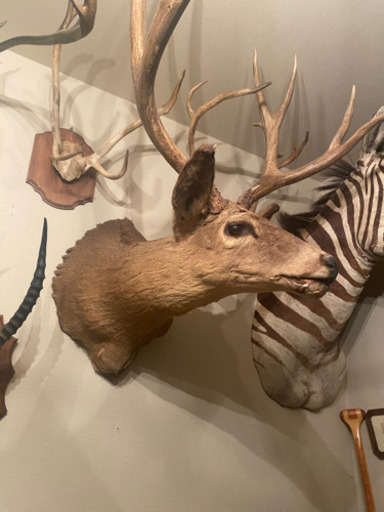 オジロジカ　剥製