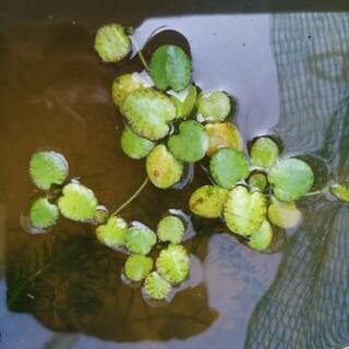 PSB、ミナミヌマエビ、水草の画像