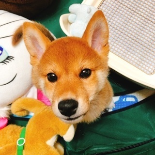 里親募集です。血統書付きの3ヶ月の柴犬です。