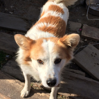 迷い犬を探しています。ご協力ください。