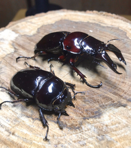 レギウス　オオツヤクワガタ（赤レギウス）ペア　②