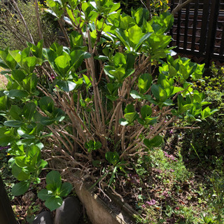 紫陽花