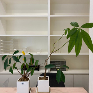 観葉植物2つセット⭐︎鉢付きコンパクト小さめサイズの画像