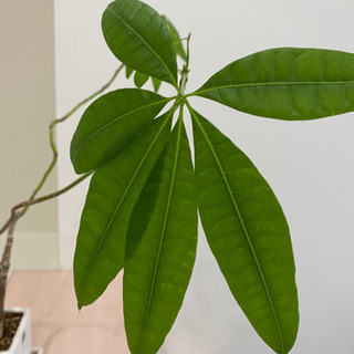 観葉植物2つセット⭐︎鉢付きコンパクト小さめサイズの画像