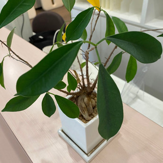 観葉植物2つセット⭐︎鉢付きコンパクト小さめサイズの画像