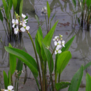 ナガバオモダカ5株　水草　水生植物