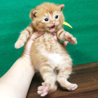 立ち耳スコティッシュの男の子🐈