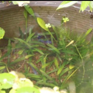 ナガバオモダカ5株　水草　水生植物の画像