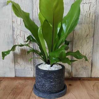 【観葉植物】アスプレニウム