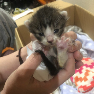 子猫　3匹です。生後2週間位