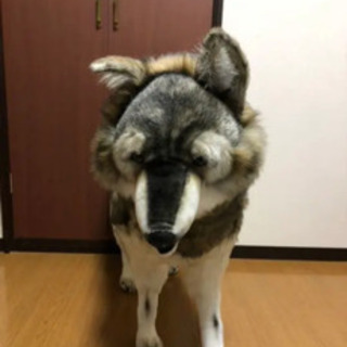 HANSA hansa ハンサ　オオカミ　ぬ