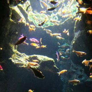 水族館好きな人🐠🐧 − 東京都