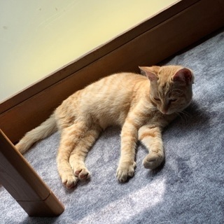 生後半年の抱っこ大好き子猫