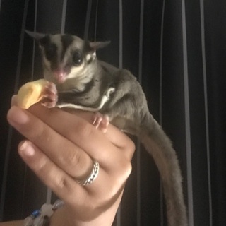 フクロモモンガ二匹