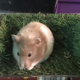 【けんぼの森】ゴールデンハムスター ダヴ バンテッド サテン 3...