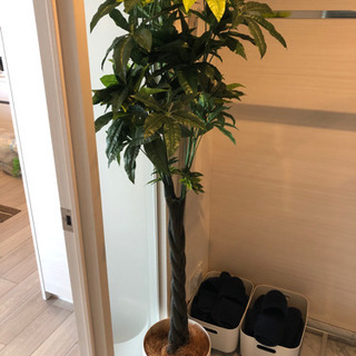 光触媒人工観葉樹　インテリア　4月11日までに取りに来れる方のみ！