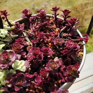☆多肉植物　ドラゴンズブラッド　カット苗10本（おまけあり）
