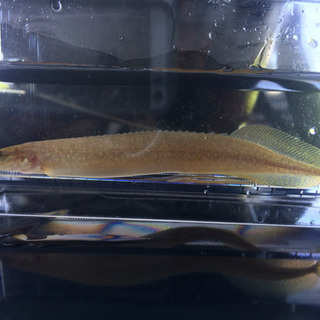 飼えなくなった熱帯魚、引取ります。 - 玉名市