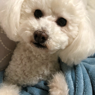 犬好きな方  ペットと一緒に ﾄﾞｯｸﾗﾝ行ったり数人でワンちゃ...