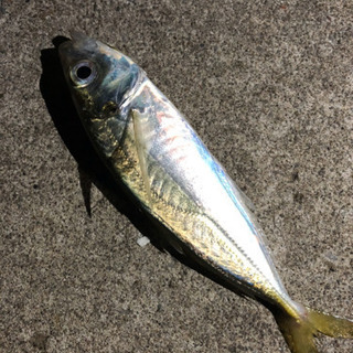 釣り友達募集 − 茨城県