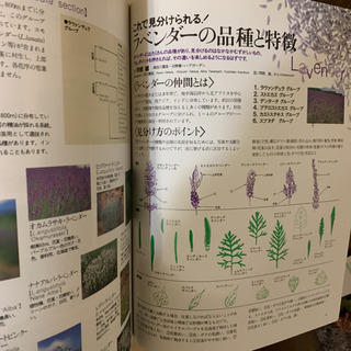 【廃刊誌】月刊[ハーブ] HERB NO.36〜　18冊の画像