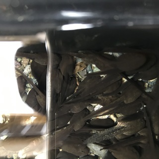 大量　オタマジャクシ、アズマヒキガエル/ニホンヒキガエル(多分)