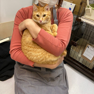 茶トラ3歳みかん君。甘えん坊過ぎ〜
