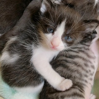 とても可愛い子猫達です