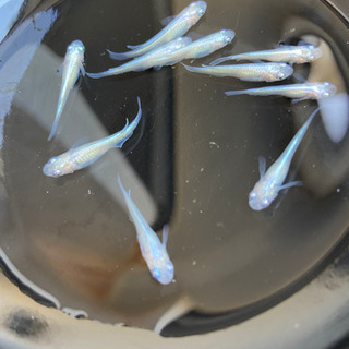 幹之めだか　10匹1000円でお譲りします