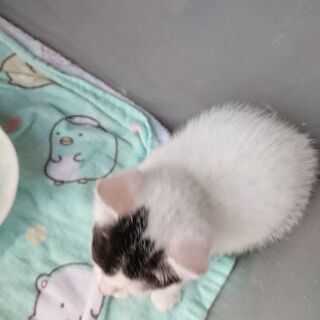 🐈子猫の里親さん募集中です🐈