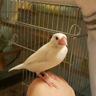 文鳥(メス)